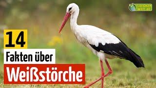 14 Steckbrief-Fakten über den Storch - Doku-Wissen über Tiere - für Kinder