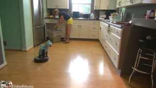 Cat Wearing A Shark Costume Cleans The Kitchen On A Roomba.  #SharkWeek  #SharkCat cleaning Kitchen!