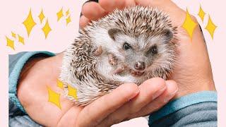 WE ADOPTED A HEDGEHOG: Adoption Day!