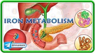 Iron Metabolism : Transportation and Storage, Absorption and Regulation, Daily loss of iron : USMLE