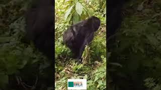 Mountain Gorilla Safaris in Rwanda