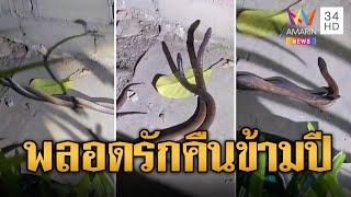 ฮือฮา งูหายากโผล่พลอดรัก เกล็ดระยิบระยับเล่นแสงไฟ | ข่าวอรุณอมรินทร์ | 2/1/68