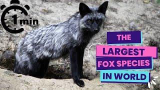 Silver Fox: The Largest Fox Species in the World