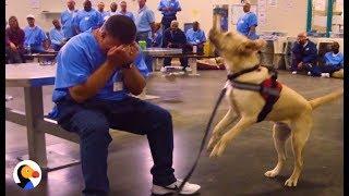 Dogs in Prison Train To Be PTSD Service Animals | The Dodo