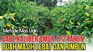 LUAR BIASA..!! CABE METODE MAS UDIN MEMANG PATUT DICONTOH