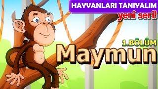 Alpi İle Hayvanları Öğreniyoruz  Maymunlar | Hayvanları Tanıyalım Okul Öncesi Çizgi Film