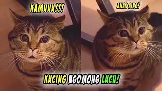 LUCU BANGET! Momen Ketika Kucing Bisa Ngomong Lucu! Mulai Dari Tahu Bulat Hingga Agus