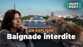 Anne Hidalgo devrait-elle faire attention à la "maladie du rat" avant de se baigner dans la Seine ?