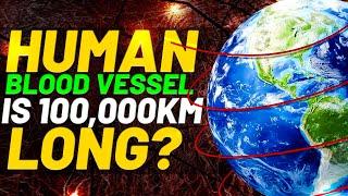 You won’t believe how long human blood vessel is