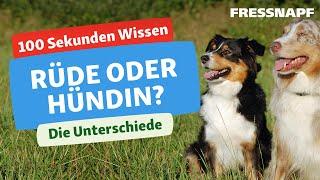 Rüde oder Hündin? Wie sich die Geschlechter bei Hunden unterscheiden