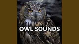 Peaceful Owl Sounds