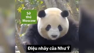 GẤU TRÚC NHƯ Ý Ở NGA - 喜欢熊猫