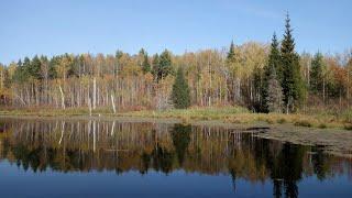 Осеннее чаепитие на лесном озере. Мещёра. Метеоритное озеро.