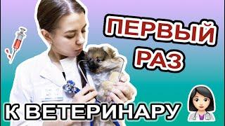 Первый поход к ветеринару | Ветеринарная клиника ЕВРОВЕТ | Первая прививка собаке