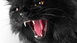 I Hour Cat Meowing Angry   Very Angry Cat Sound