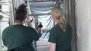 GivingZOODay - Training a Gibbon for Vaccination Injections