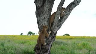 8 Lions in a tree in Serengeti National Park (Watch him fall out) Tanzania