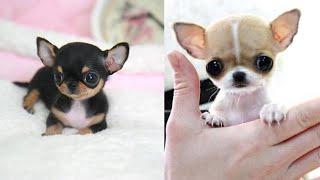 Most Adorable Teacup Chihuahua Compilation Video Ever