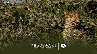 An Illusive Leopard on a Blesbuck Kill