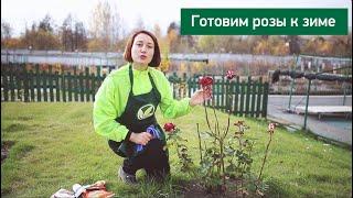 Подготовка роз к зиме. Часть 1