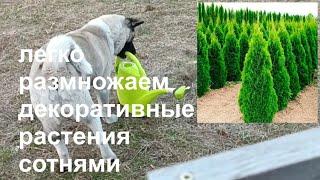 Весеннее черенкование декоративных хвойных растений