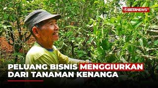 Bisnis Sampingan yang Menggiurkan dari Budidaya Pohon Kenanga