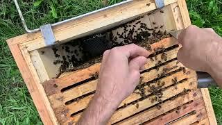 Entmilbung ohne Medikamente mit dem Home-Hive - Regenerative Bienenhaltung August 23