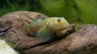 Babka bycza (Neogobius melanostomus), round goby - Morskie Tajemnice