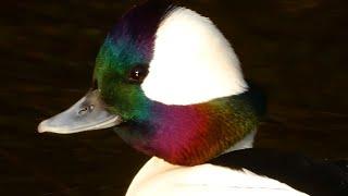 Bufflehead duck call sound, courtship, diving