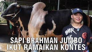 Sapi Brahman Super Jumbo Ramaikan Kontes