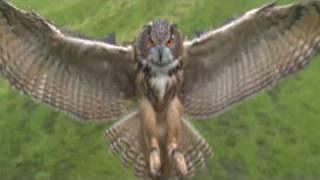 nature stock footage of bizarre owl attack