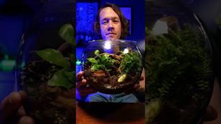 how to make a terrarium for bugs #terrariumart #gardening #diyterrarium #terrarium #plant