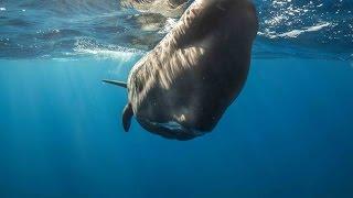 The Azores | Photographing Sperm Whales with Dr Chris Brown and Krystle Wright