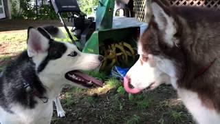 HUSKY en celo Quiere cachorros  / Pobre Kazu 