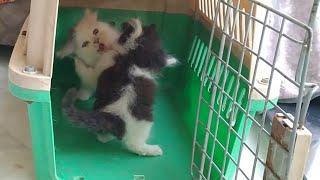 Adorable Naughty Kittens Is Very Good In Attacking But She Is Equally Good In Running Too