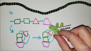 What is Phosphorylation?