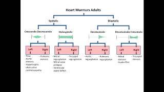 Heart Murmurs: Maneuvers