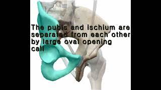 what is acetabulum and obturator foramen