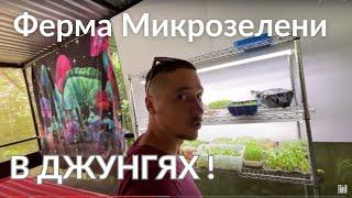 Первый Урожай  ! Ферма Микрозелени  в Джунглях