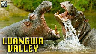 Luangwa Valley - अफ़्रिका का मरुस्थल लुआंग्वा नदी - Wildlife Documentary in (हिंदी)