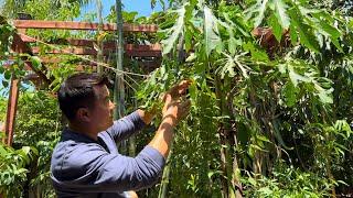 Why You Should Grow Papaya Trees in California's Central Valley