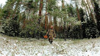 Грибник перешел болото, зашёл в лес, а там... Тихая охота в конце ноября. Ягоды и грибы 2024