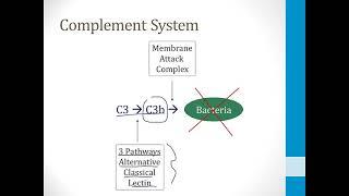 Immunology USMLE Step 1 —  The Complement System — Boards and Beyond