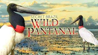 Secret Brazil: Wild Pantanal - UNCUT