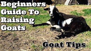 Beginners Guide To Raising Goats | Goat Tips | Goat Video