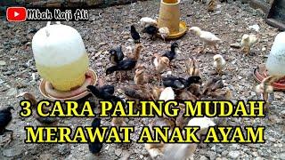 Tiga cara merawat anak ayam paling mudah