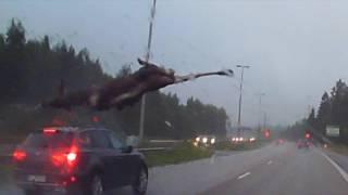 Elg : Moose accident : Hirvikolari 27 6 2016