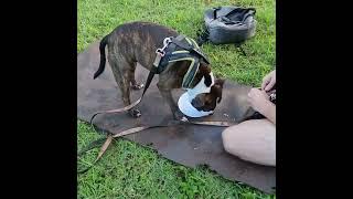 Canine Explorer Buddies! #dogslove #dogdad #dogmom #dogtraining #dogs #doglover #dog