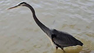 Great Blue Heron On The Hunt For Food At The Pond!