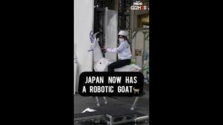 This Robotic  Goat Proves  Why  Japan  Is Living  In The  Future #ytshorts #japan